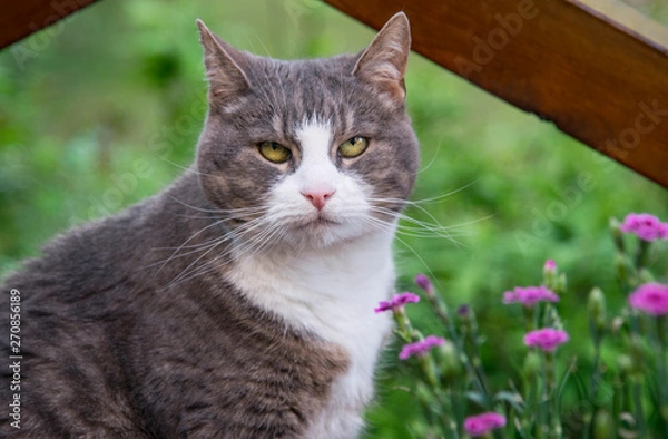 Obraz Closeup portrait of a cat in the garden