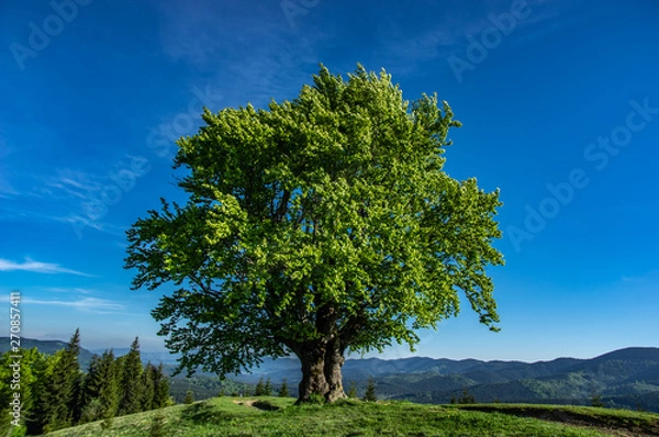Fototapeta Old beech on the background of mountains