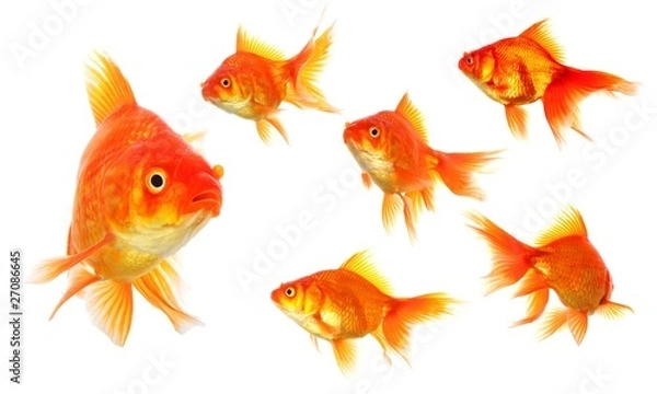 Obraz goldfish
