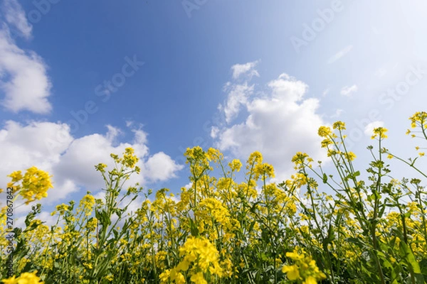 Fototapeta 菜の花畑