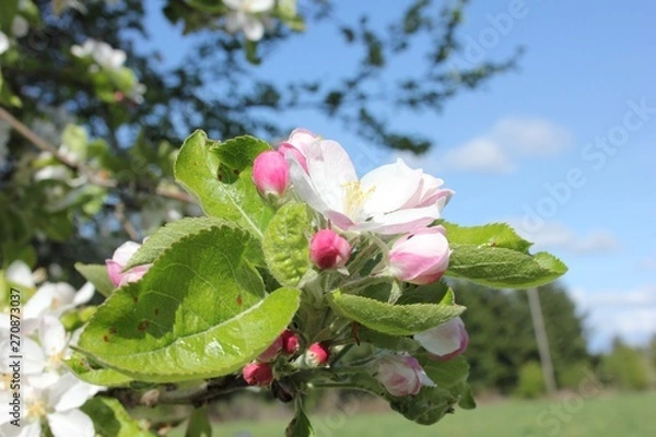 Obraz Apple Blossom Time in Oregon