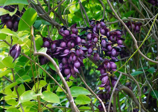 Fototapeta トビカズラ