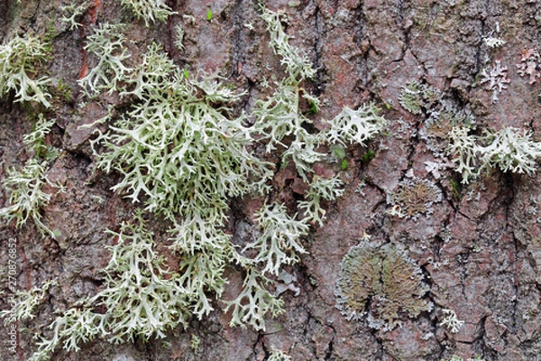 Obraz Evernia prunastri