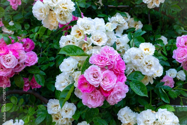 Obraz ピンクと白のバラ満開