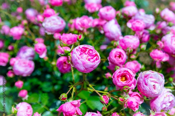 Obraz ピンクのバラ満開