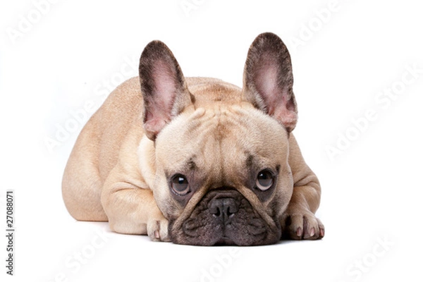 Obraz french bulldog