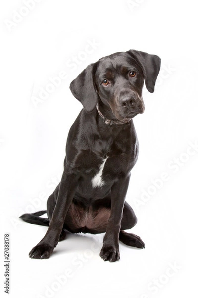 Obraz mixed breed lab cross