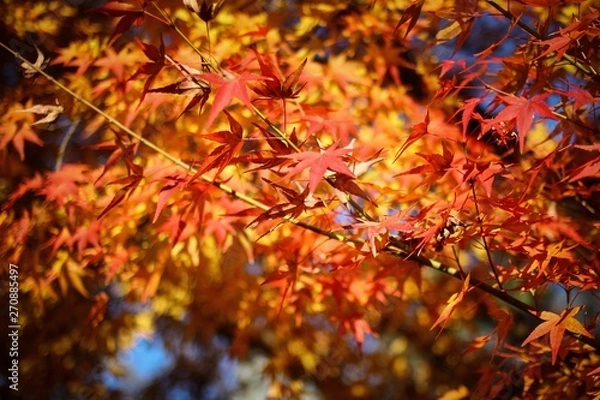 Obraz maple leaves in autumn