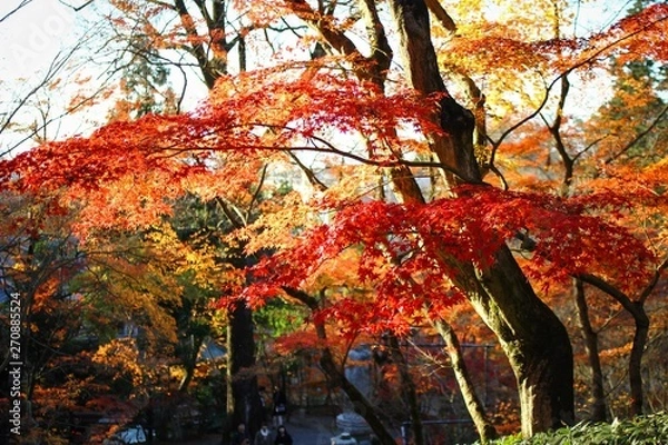 Fototapeta tree in autumn