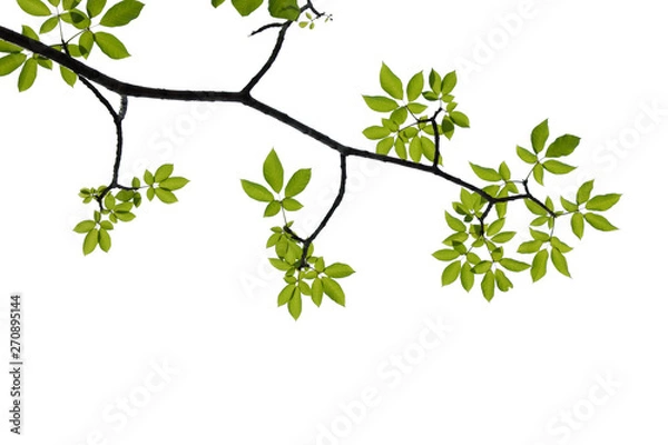 Fototapeta green tree branch isolated on white