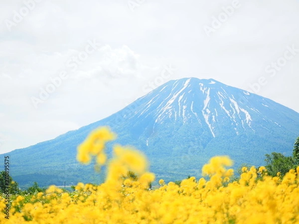 Fototapeta 北海道の風景 羊蹄山と菜の花