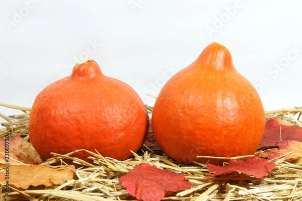 Obraz Kürbis-Pärchen