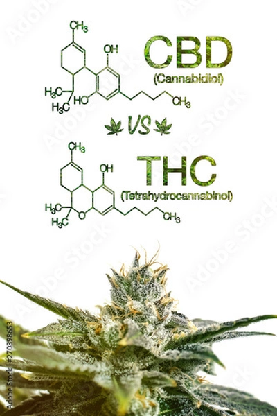 Fototapeta Plakat Marihuana CBD Vs THC z naukową formułą na białym tle