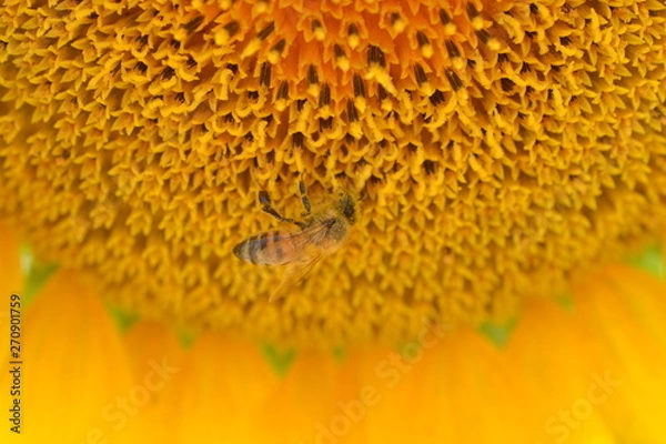 Obraz abeja y girasol