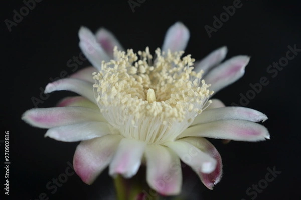 Obraz Flor de cactus