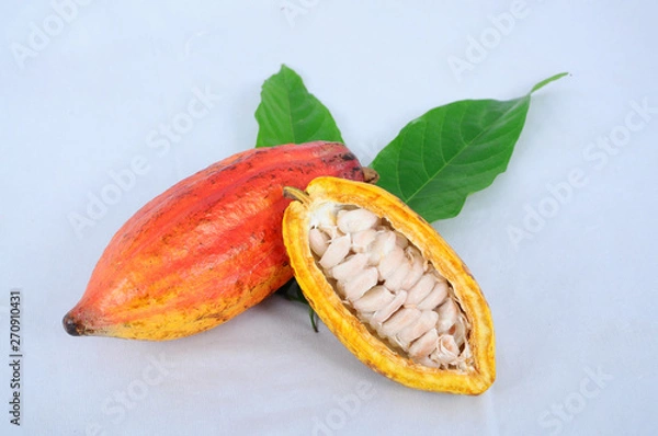 Obraz Cocoa Pod, Cocoa Fruit, Cocoa Seed, Natural Cocoa Pod, Colourfull Cocoa Fruit, Fresh, Nature 