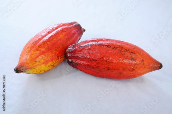 Obraz Cocoa Pod, Cocoa Fruit, Cocoa Seed, Natural Cocoa Pod, Colourfull Cocoa Fruit, Fresh, Nature 