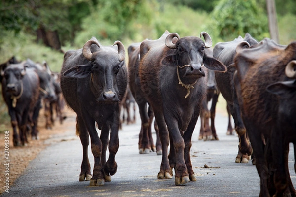 Obraz A herd of buffaloes is walking in the streetto the meadow somewhere in the south of india