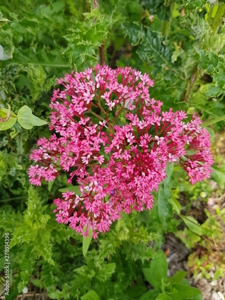 Obraz Centranthe rouge