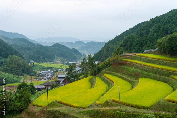 Obraz 農村の斜面に田んぼが続く様子