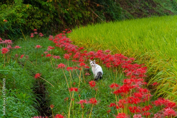 Obraz 満開の彼岸花とこちらを見る猫