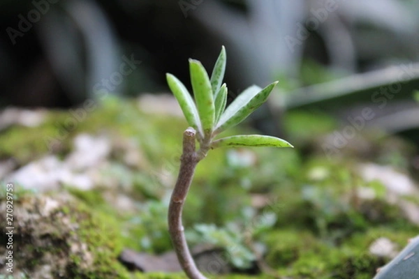 Fototapeta jeune pousse