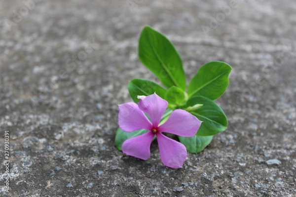 Fototapeta rose amere