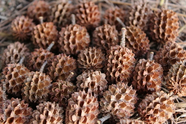 Obraz grains de filaos