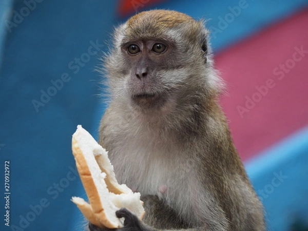 Fototapeta Human Money with Bread