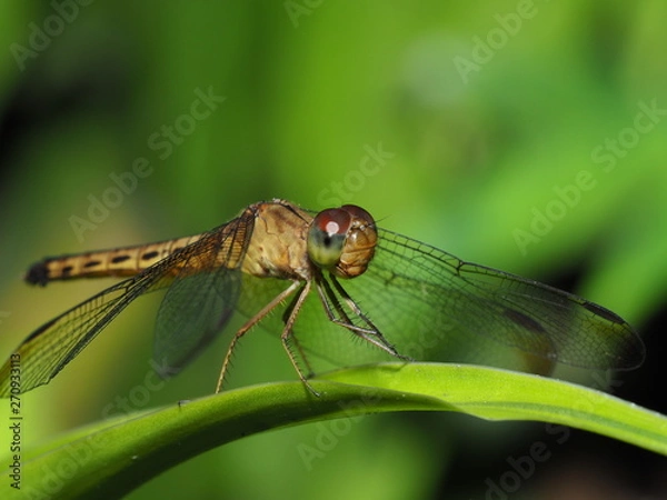 Fototapeta Dragonfly