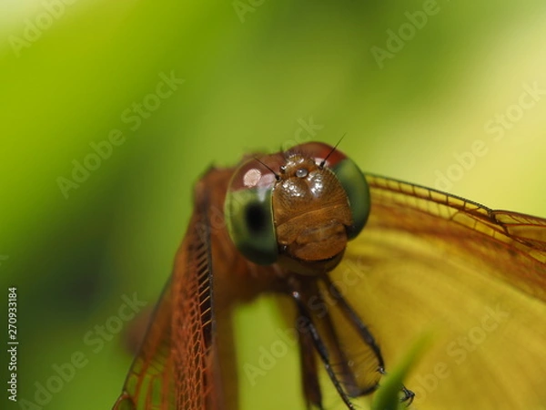 Fototapeta Dragonfly