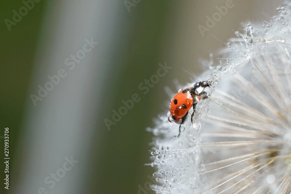Fototapeta Little tiny red cute ladybug on a fluffy white dandelion. Macro photography of insects, selective focus