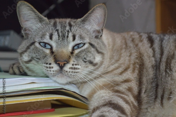 Fototapeta Cat on papers