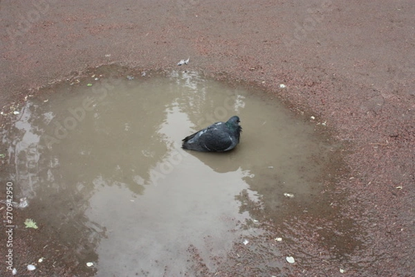 Fototapeta birds in the Alexander garden of St. Petersburg  