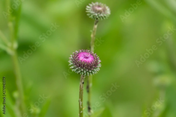 Fototapeta Winged Jurinea Inflorescence in Springtime
