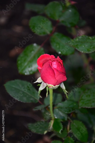 Obraz red rose