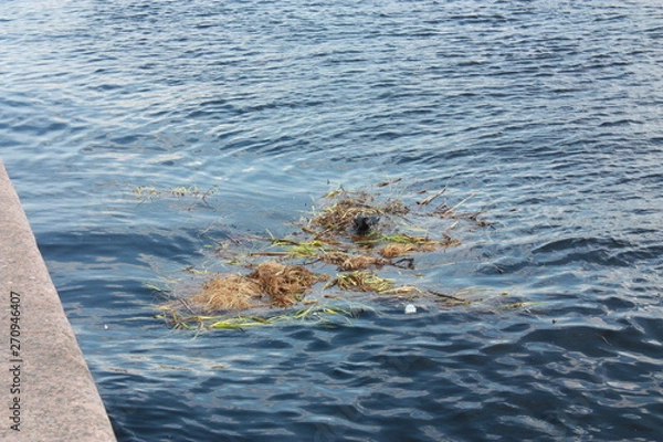 Fototapeta crows bathing in the river of Saint-Petersburg  
