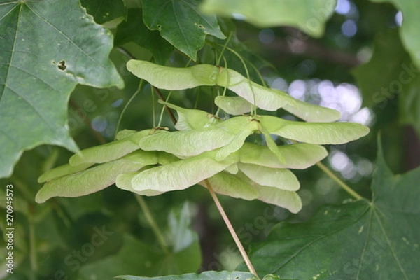Fototapeta flowering trees in the Alexander garden of St. Petersburg   