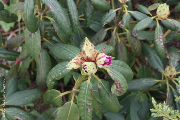 Fototapeta flowering trees in the Alexander garden of St. Petersburg   