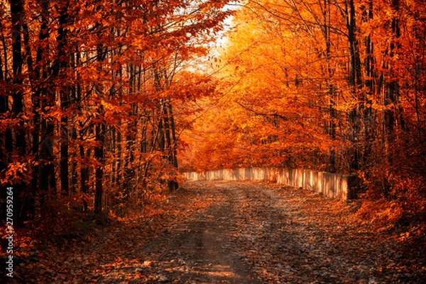 Obraz forest in autumn