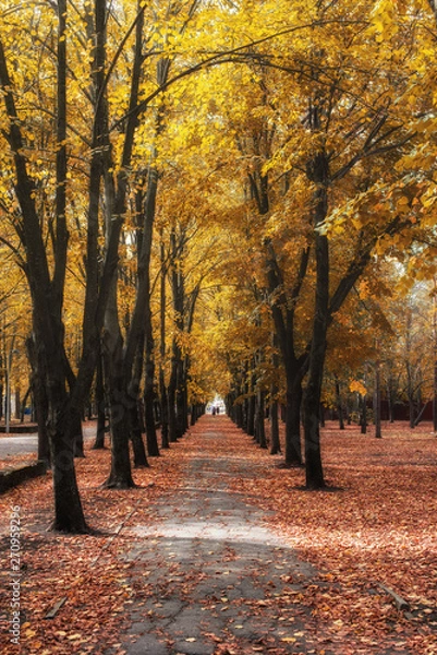 Obraz autumn in the park