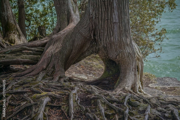 Obraz tree in the forest