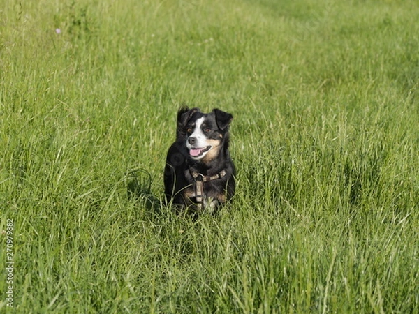 Obraz cute small dog in grass