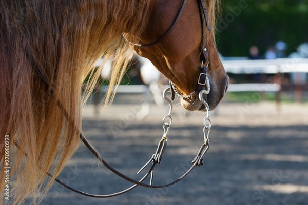 Obraz Head of chestnut Quarter horse in western style bridle. Portrait close up