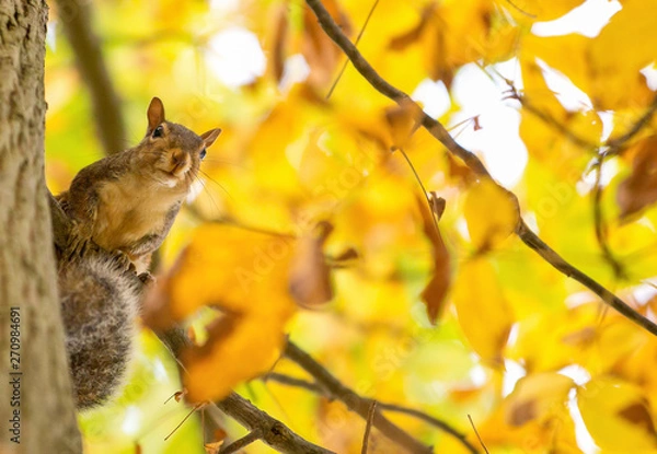 Obraz Squirrel Animals