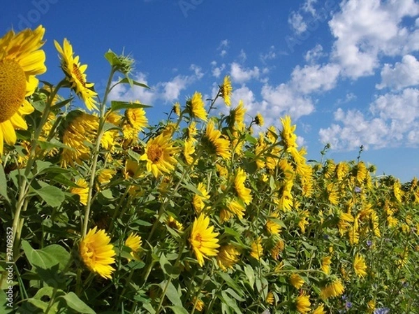Obraz wall of yellow sunflowers