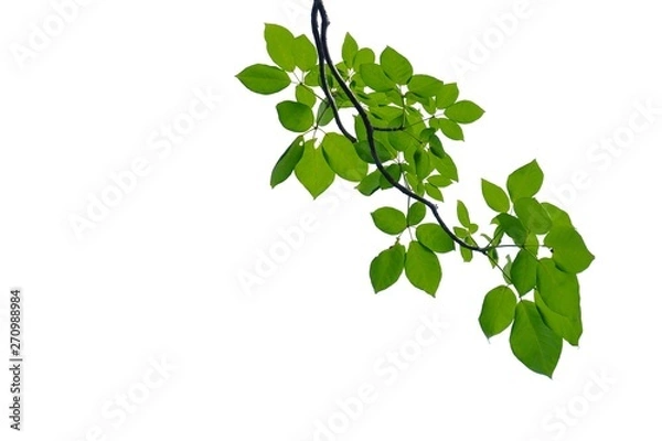 Fototapeta A twig of tropical tree leaves on white isolated background for green foliage backdrop 