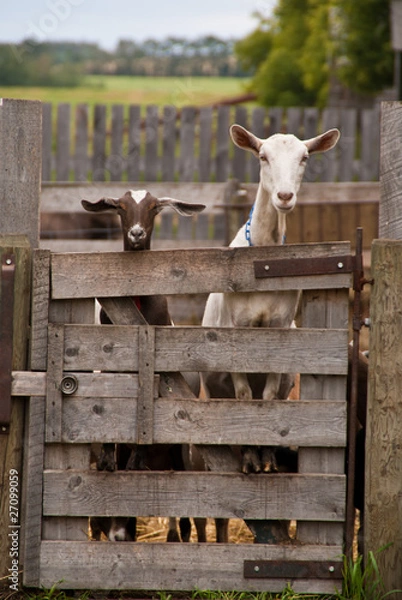Fototapeta A brown and a white goat stare over a tall farm gate