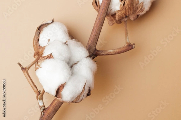 Fototapeta Cotton flowers on a soft brown background. Close up. Copy space