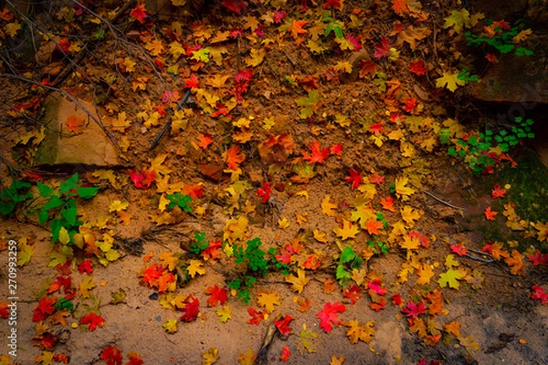 Obraz Nature's Rasta